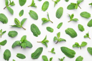 menthol, or mint leaves, scattered on a white background